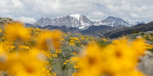Flowers With a View Puzzle