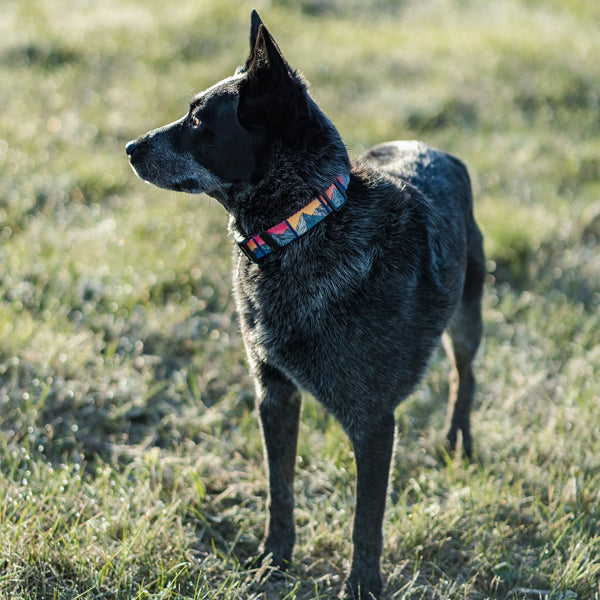 Idaho Dog Collar, Small