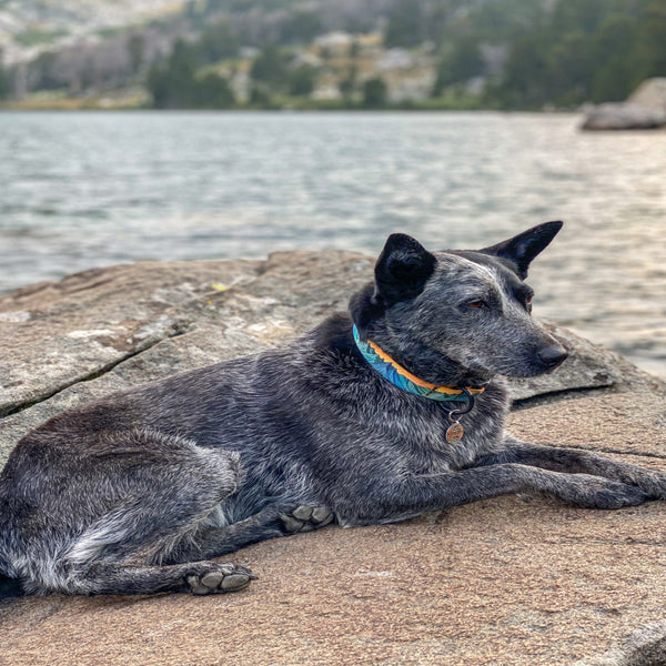 Grand Dog Collar, Large