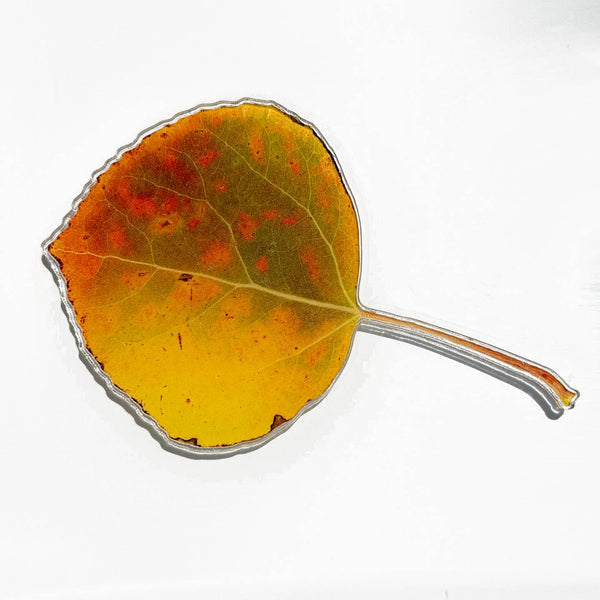 Aspen Leaf Magnet, 4" With Spots
