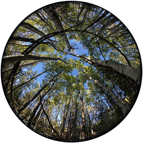 Within The Aspens Circular Puzzle