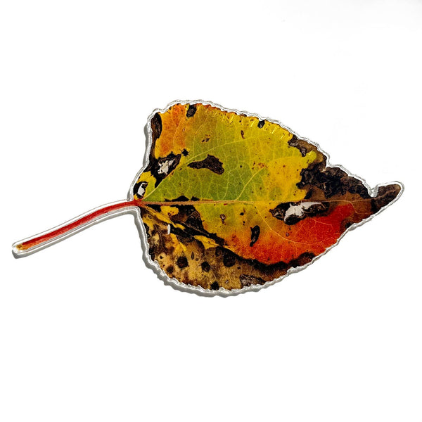 Aspen Leaf Magnet, 4" Rainbow