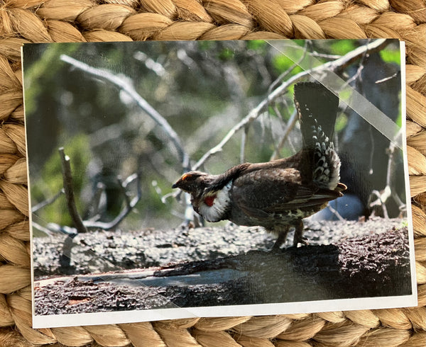 Jaden's Dusky Grouse, Notecard Set of 6